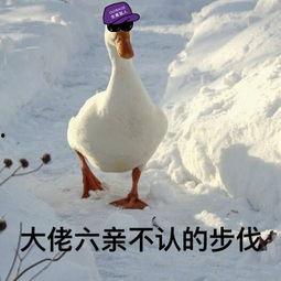 娱乐吃瓜酱鸭鸭视频大全,盘点热门视频大全